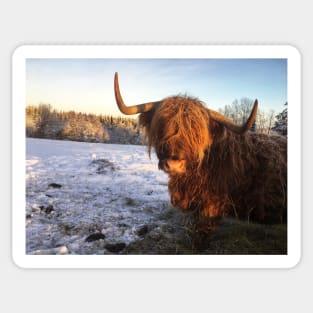 Scottish Highland Cattle Cow 2219 Sticker